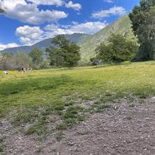 Jacobs Park Dog Park photo 1